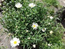 大滨菊