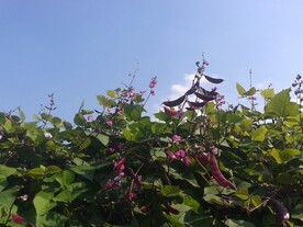 菜园里