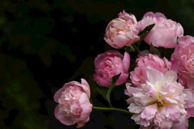 芍药 