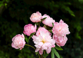 芍药