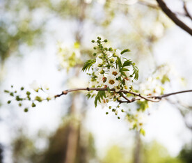 小白花