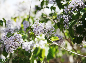 丁香花