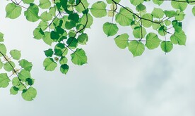 树叶