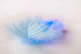 彩色羽毛