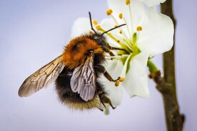 采蜜的蜜蜂