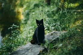 黑猫