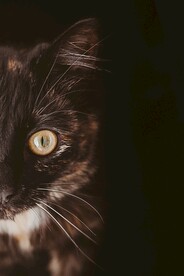 黑猫