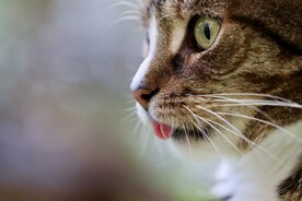 猫脸特写