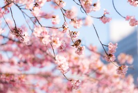 粉色樱花