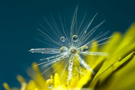 蒲公英上的水珠