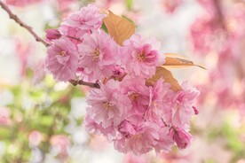 美丽粉色重瓣樱花