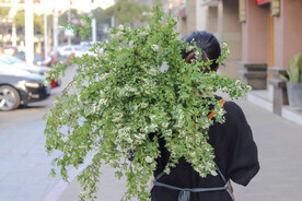 鲜切花 花束 花卉 绿植 花艺