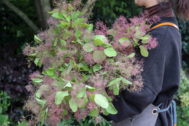 鲜切花 花束 花卉 绿植 花艺
