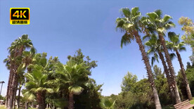 海岛城市椰树林