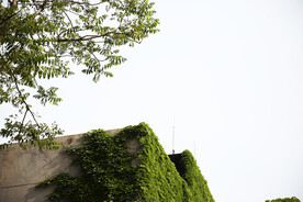 爬山虎