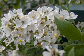 野蔷薇花