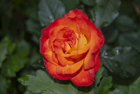 月季花