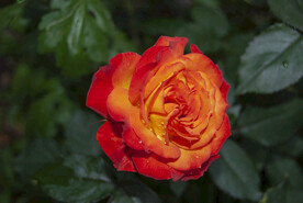 月季花