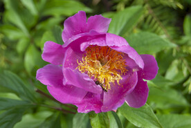 芍药花