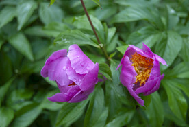 芍药花