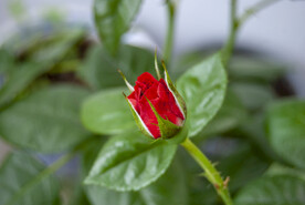 月季花