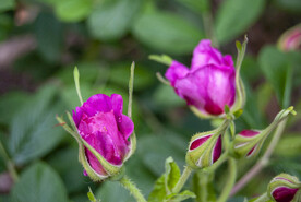 月季花