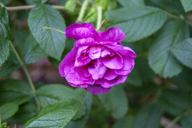 月季花