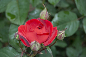 月季花