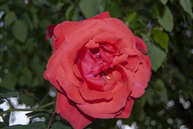 月季花