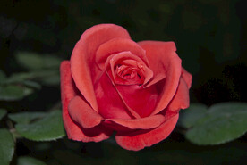 月季花
