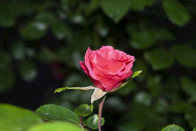 月季花