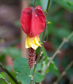小花小草小果