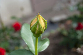 月季花