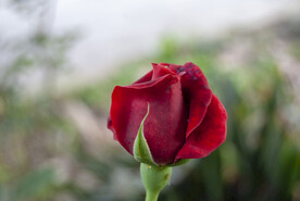 月季花