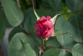 月季花