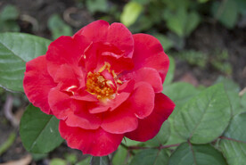 月季花