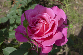 月季花