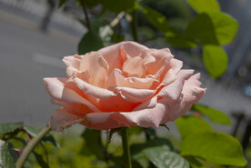 月季花