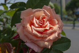 月季花