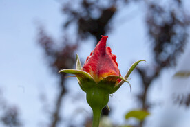 月季花