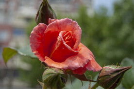 月季花