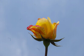 月季花