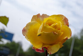 月季花