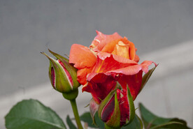 月季花