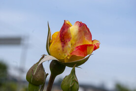 月季花