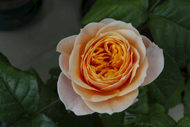月季花