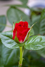 月季花