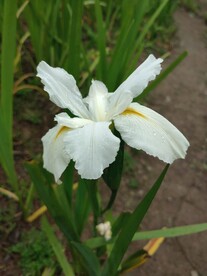 鸢尾