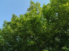 枫杨树