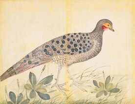 余曾三国画 百花鸟图